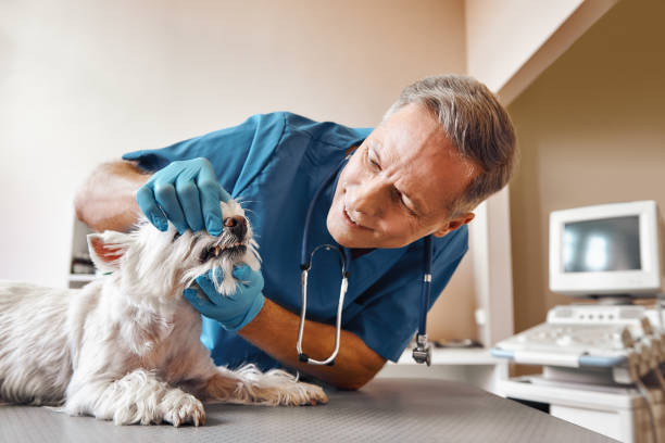 Best Same-Day Emergency Dental Services in Sealy, TX